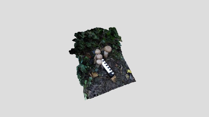 Birch Boletus 1 Kiri Masked – Modello 3D gratuito STL