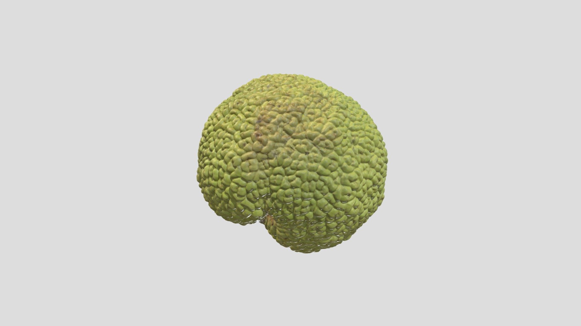 Osage Orange