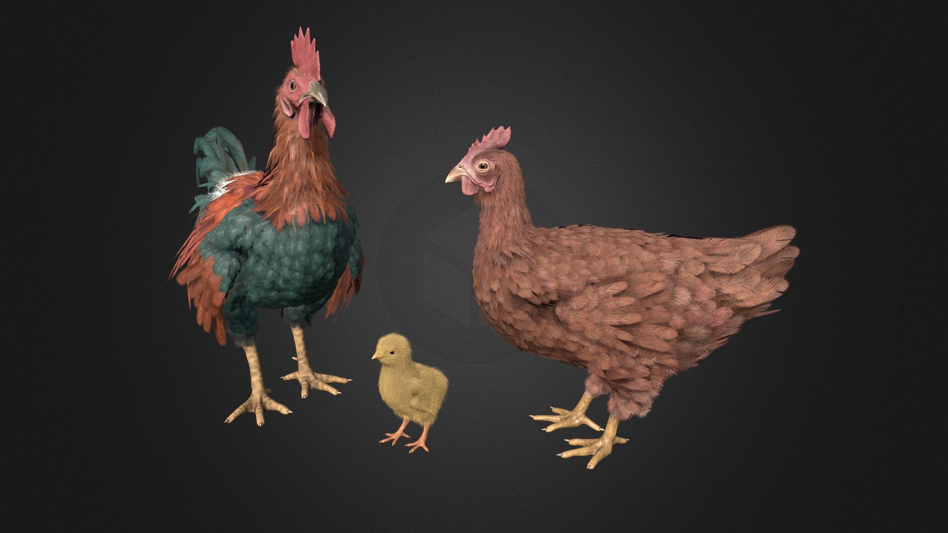 Pack Of Feathered Chickens - Buy Royalty Free 3D model by Rifat3D ...