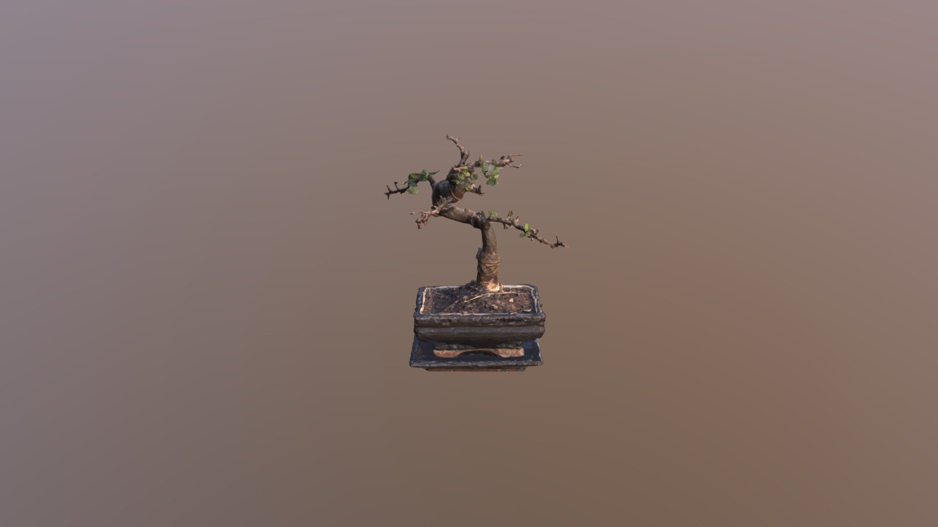 Bonsai1