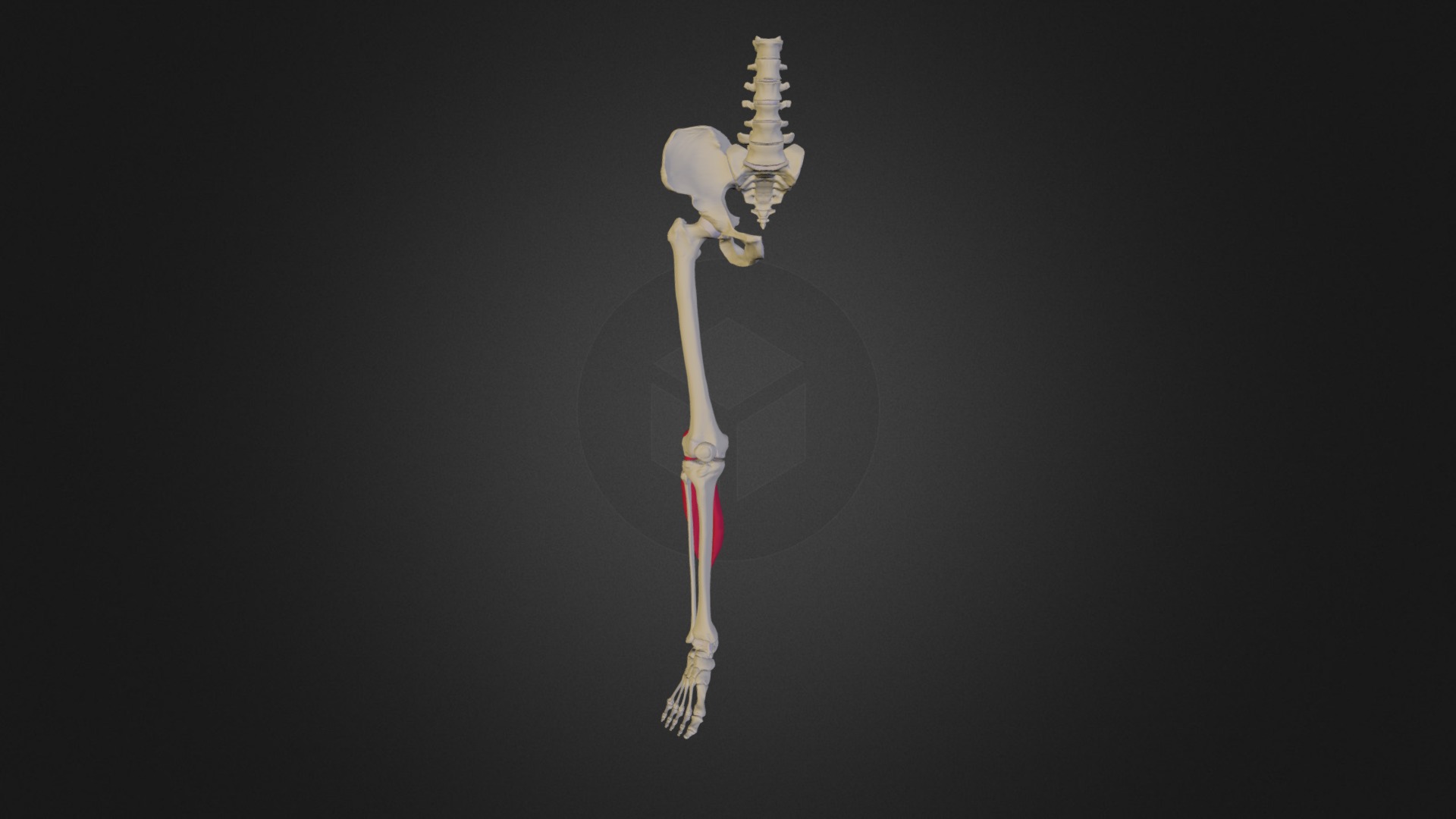 Gastrocnemius Human Anatomy - 3D Model By Medical University Of Lublin ...