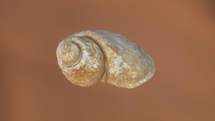 Ampullina (sea snail) fossil 3D Model