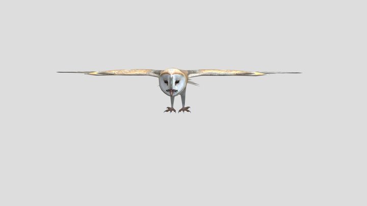 BarnOwl 3D Model