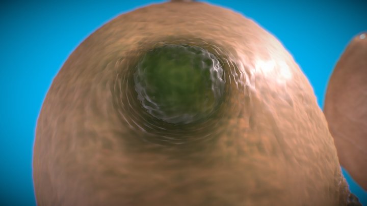 Yeast Cell Environment 3D Model