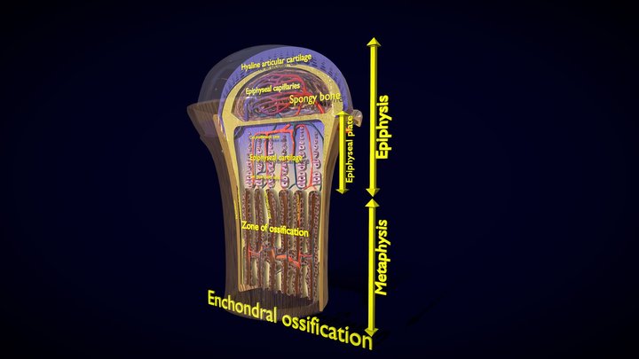Bony ossification complete with label enchondral 3D Model