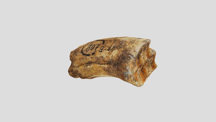 307 3D Model