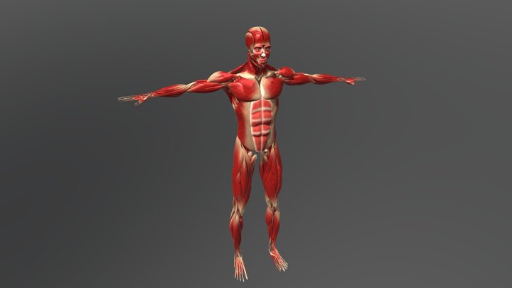 Muscular and Skeletal System - anatomy 3D Model