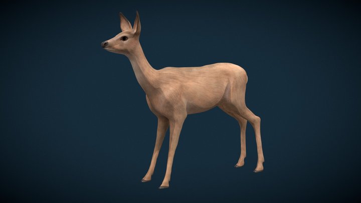 Roe-deer 3D Model