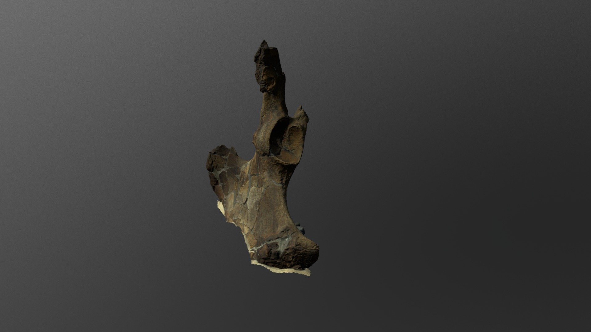 Proboscidean pelvis, Gray fossil Site, TN