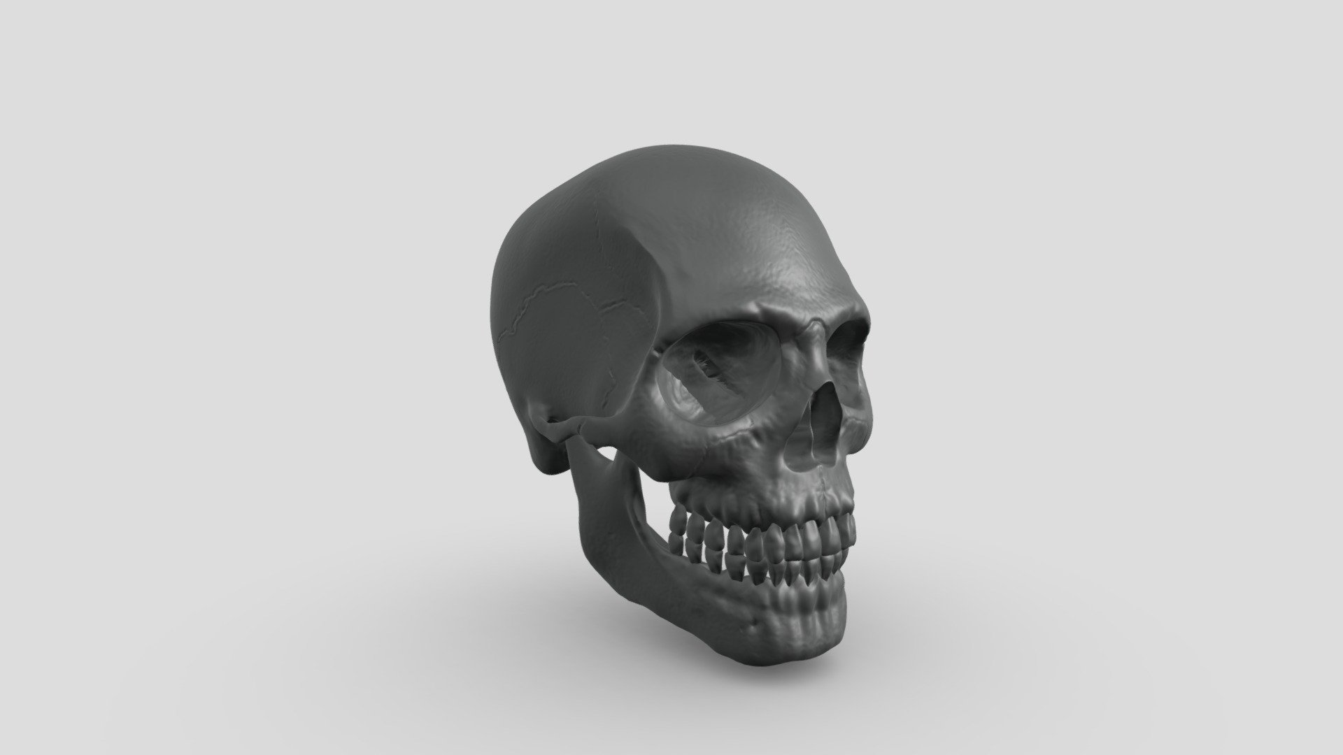 Human Skull