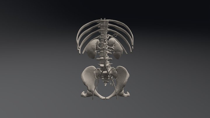 Abdominal Aorte 3D Model