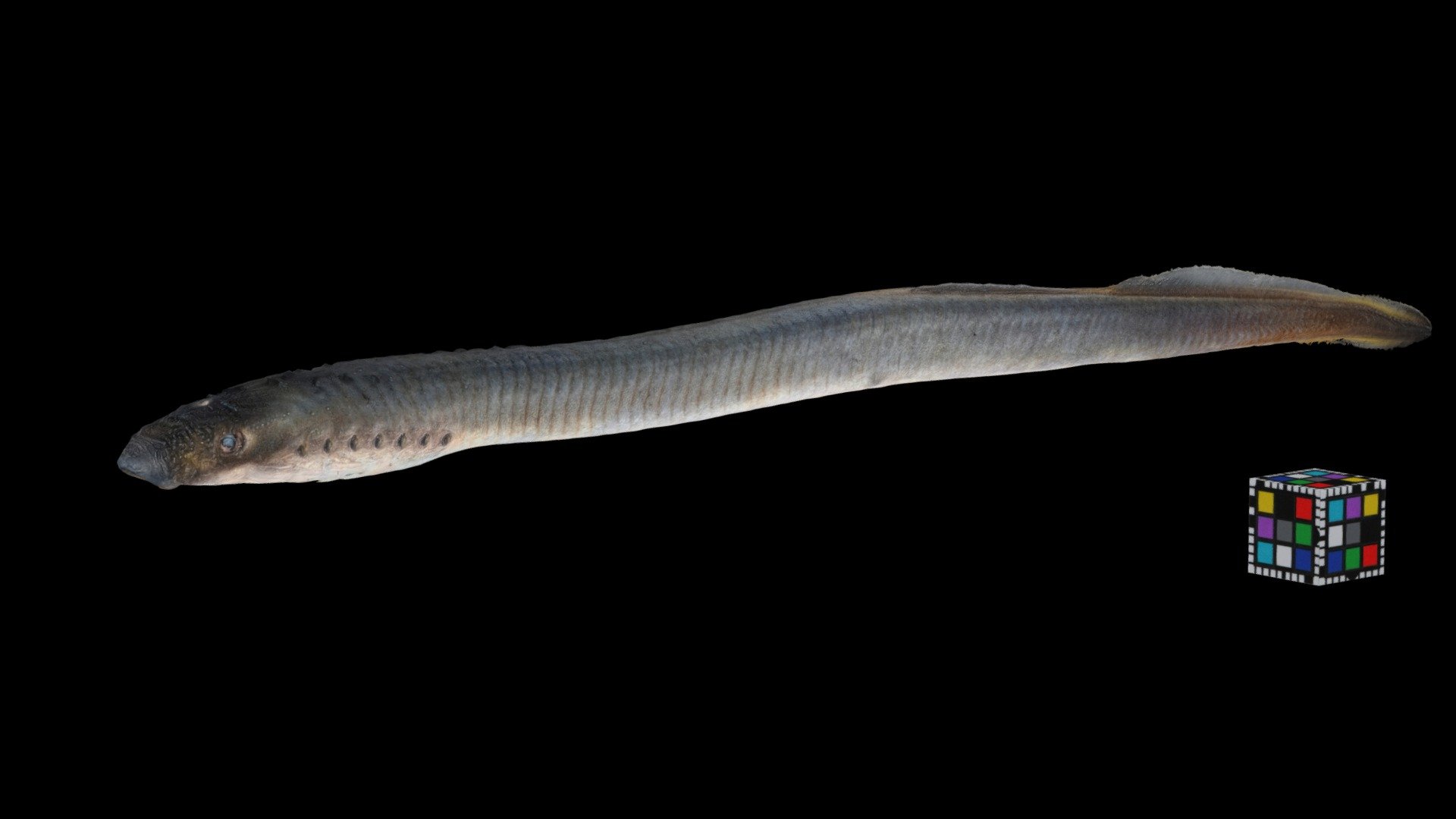 スナヤツメ（南方種）Lamprey, Lethenteron reissneri