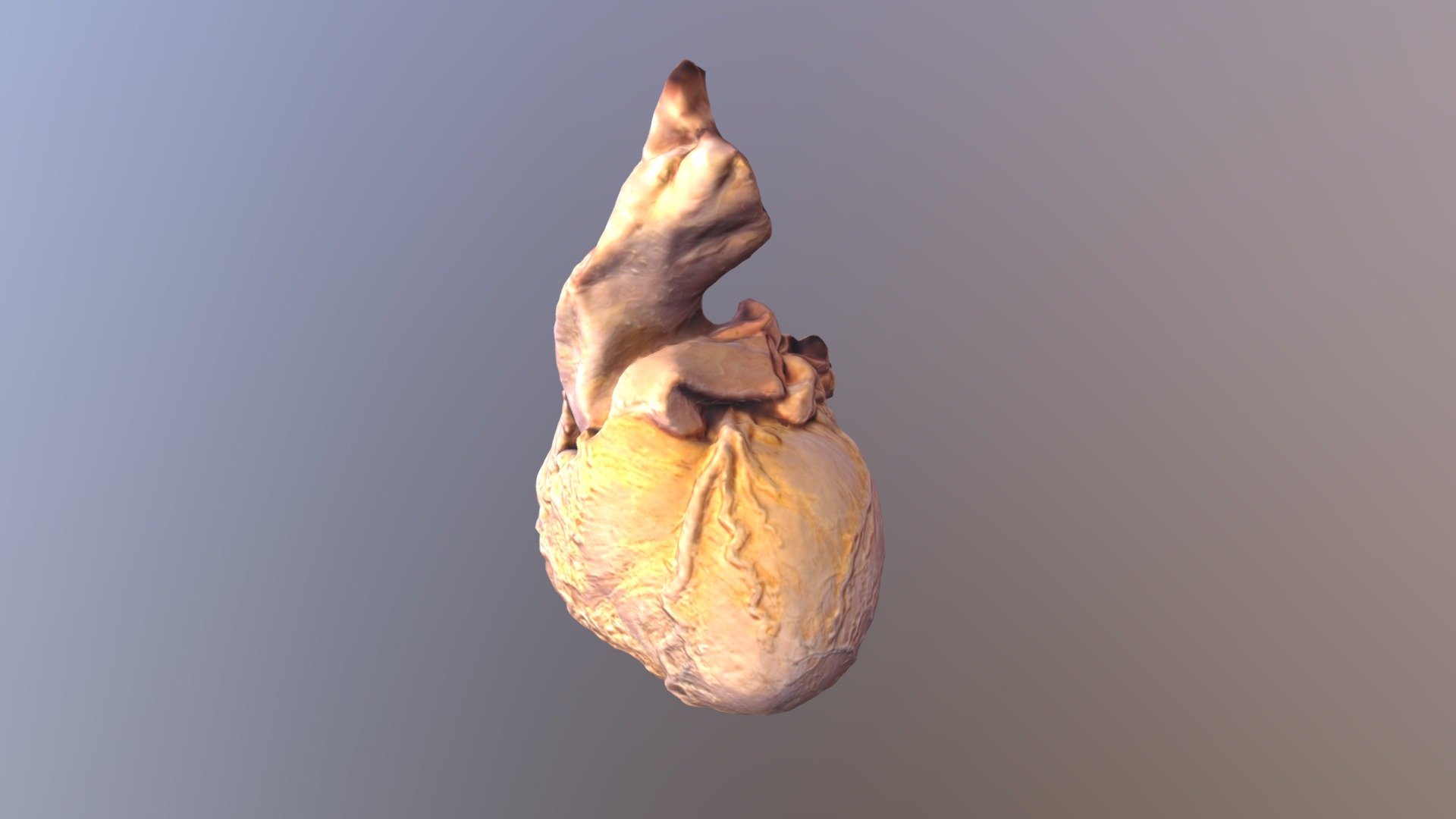 Human Heart - 3D model by fedeRK [a163bad] - Sketchfab