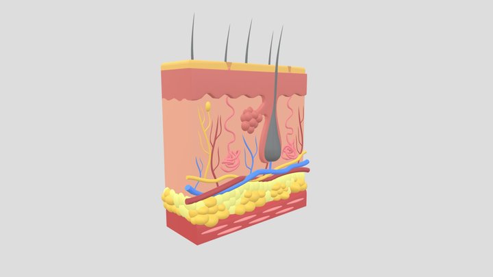 Anatomi Kulit (Skin Anatomy) 3D Model