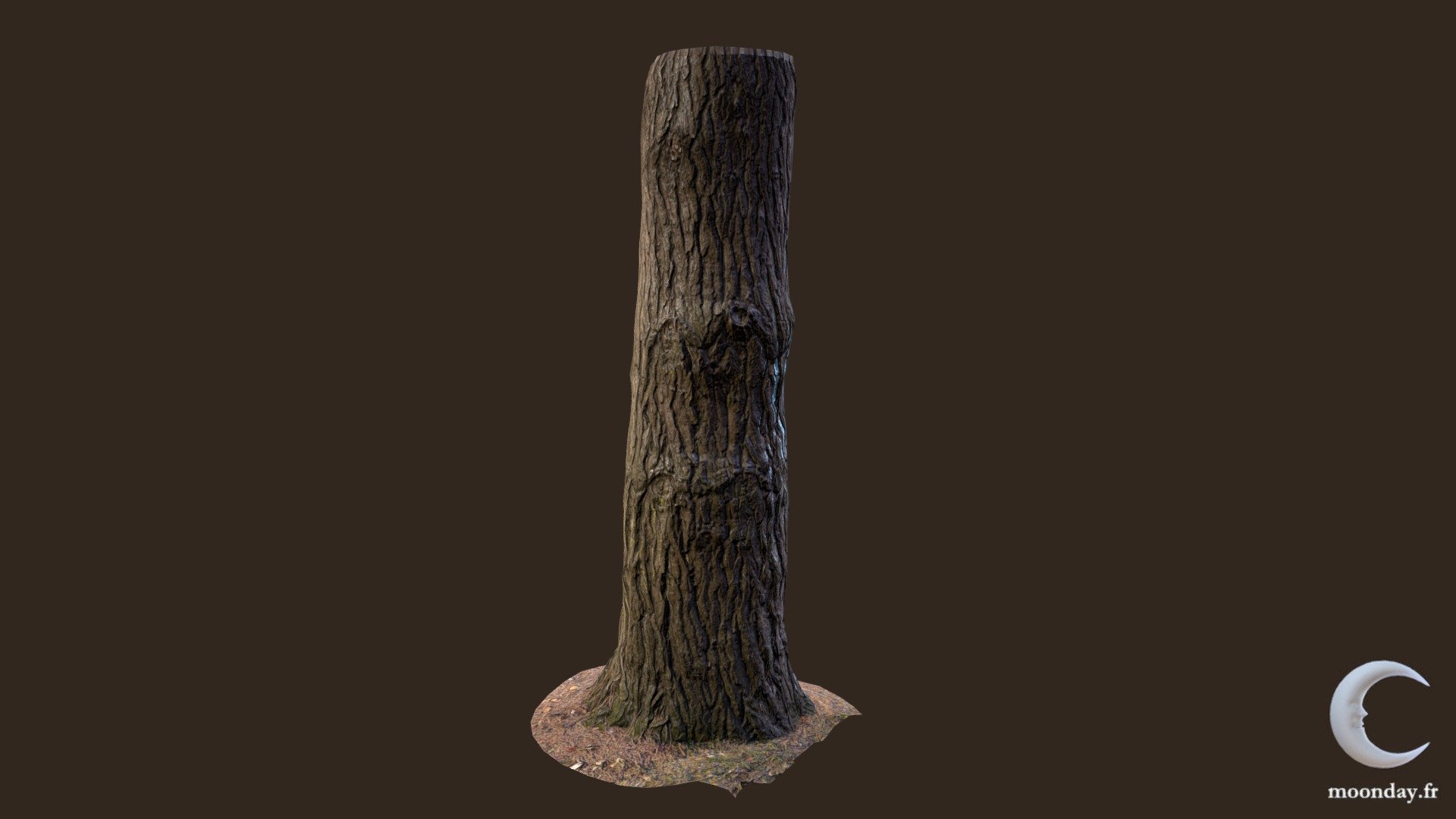 3D scanned Tree trunk 05