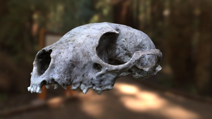 Beech Marten Skull 3D Model