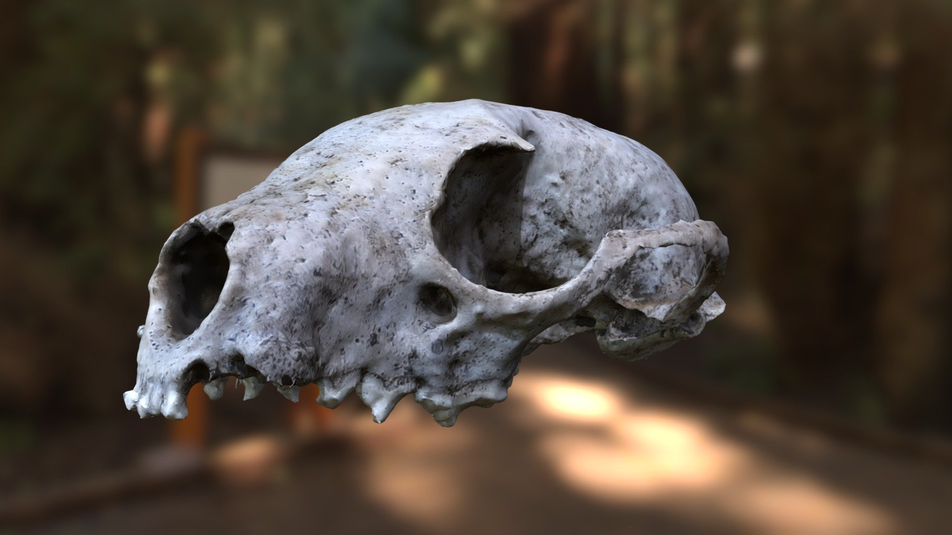 Beech Marten Skull