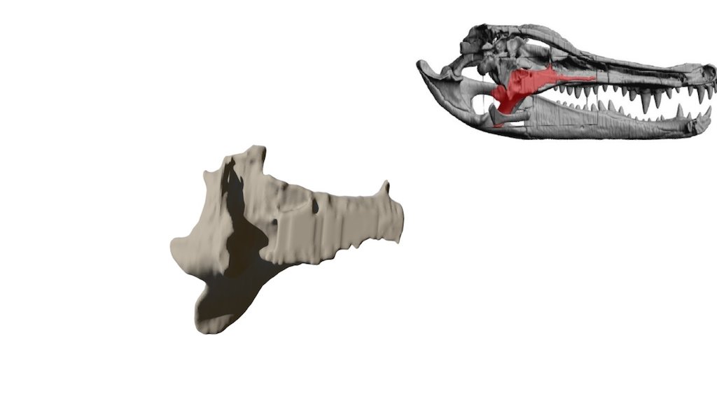 Alligator Pterygoid
