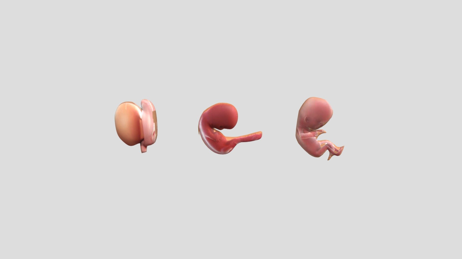 Trimester I