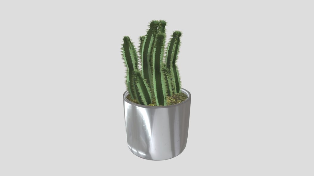 Potted Cactus