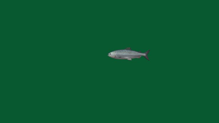 Marine Life Fish (Non-Commercial)
