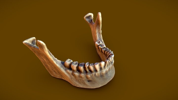 Human Jaw Bone 3D Model