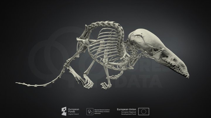 Sorex minutus (Eurasian pygmy shrew) – Kostenloses 3D-Modell STL
