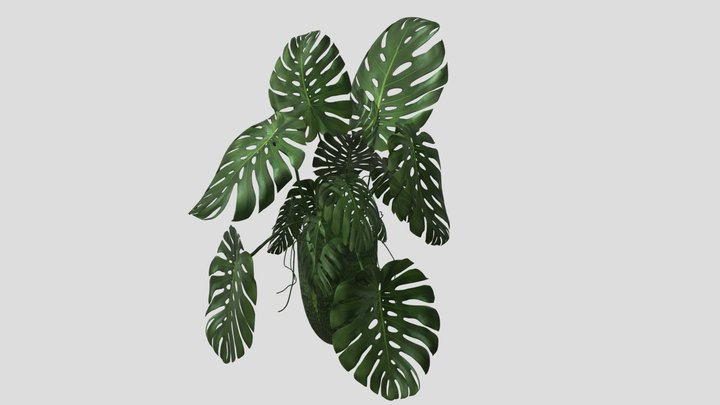 MONSTERA 3D Model