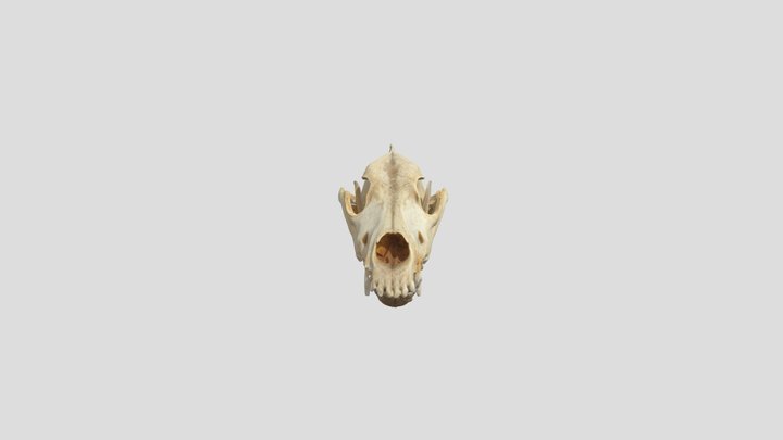 Wolf Skull 3D Model