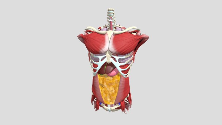 Omentum with Labels 3D Model