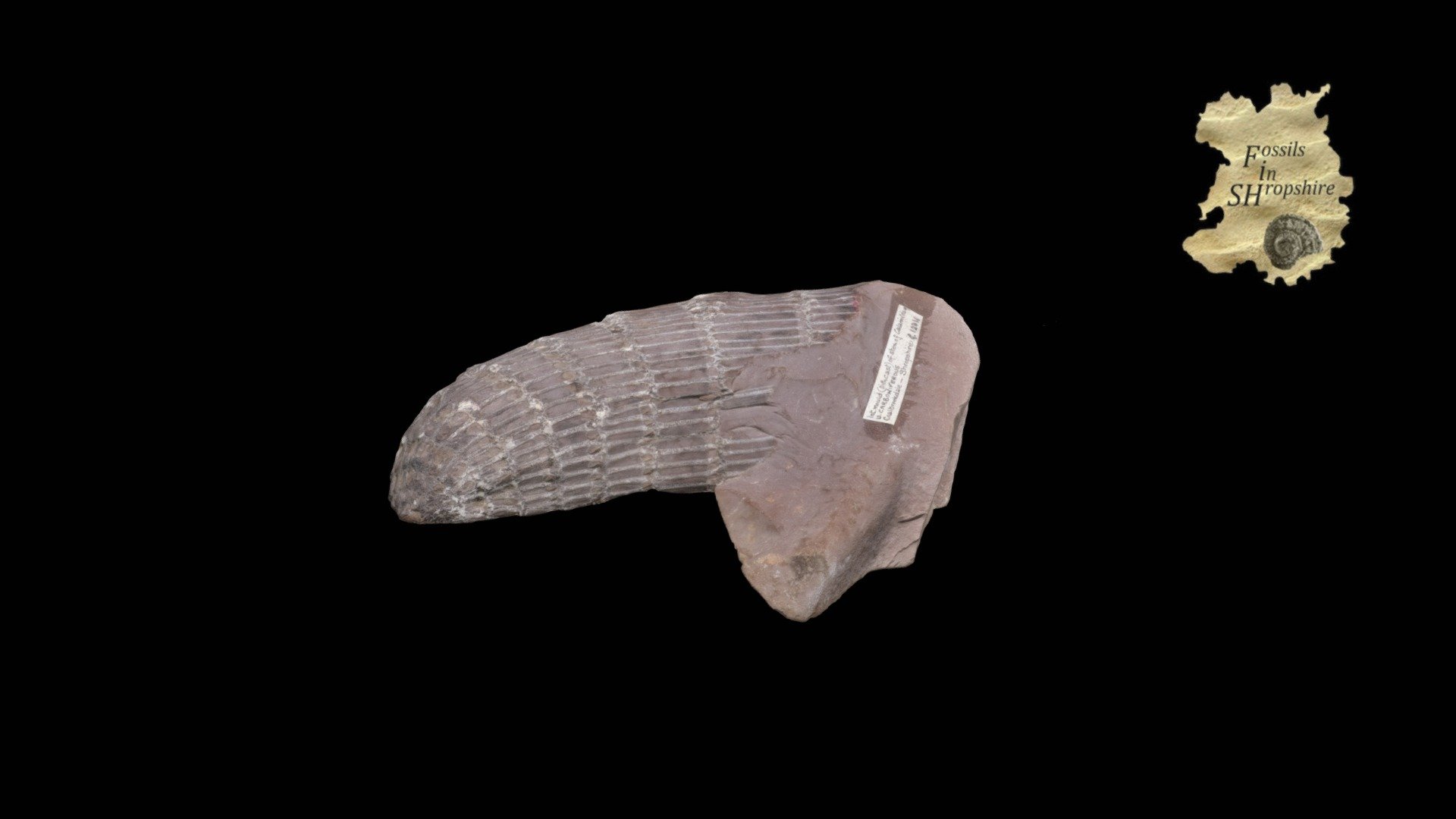 Horsetail - Calamites