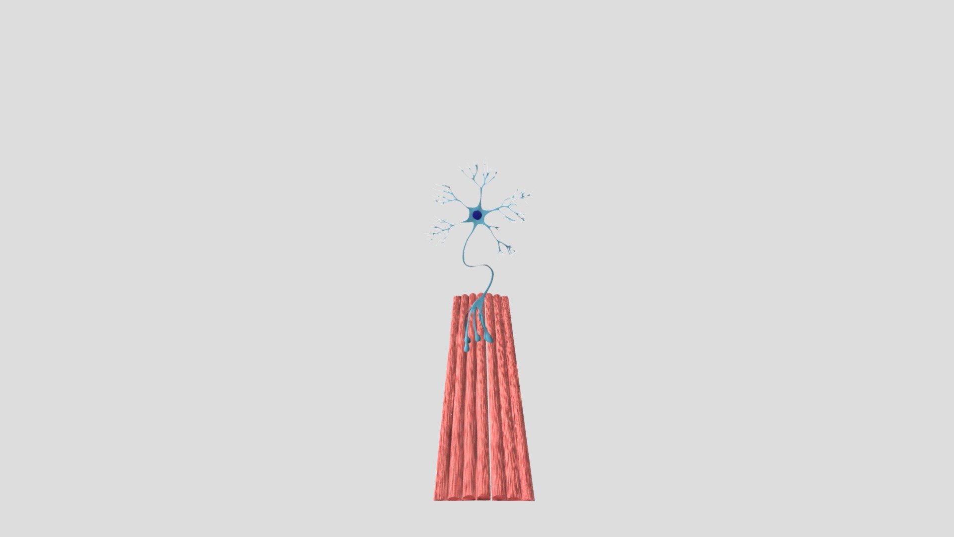 MotorNeuron2_2