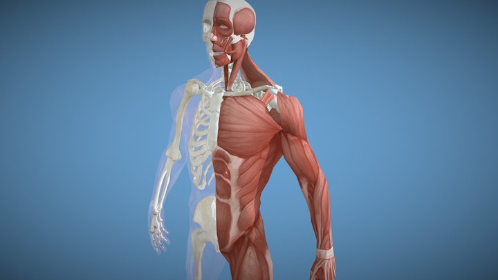 The Muskuloskeletal System (Demo) 3D Model