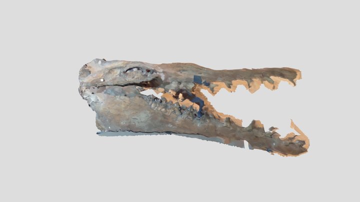 恐竜化石頭骨 by K. Ishizaka 3D Model