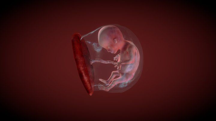 a 12 week foetus in amniotic sac 3D Model