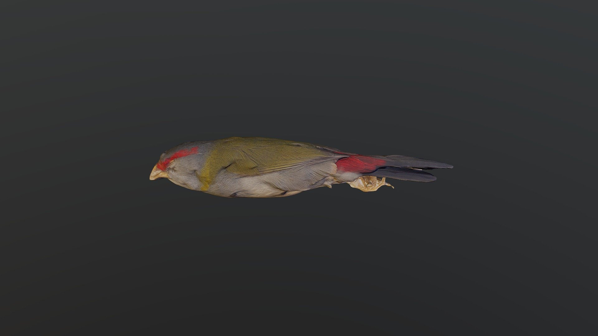 Red-browed Finch - Neochmia temporalis