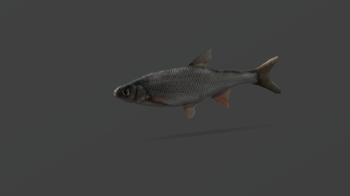 Simple fish 3D Model