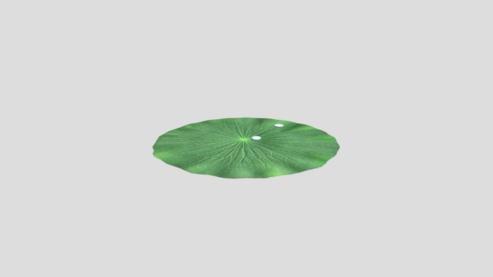 Lotus leaf 3D Model
