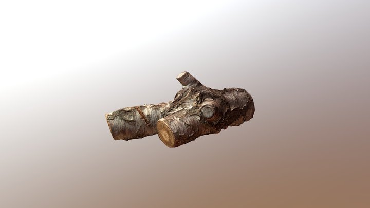Low Poly 3D scan Trunk 3D Model