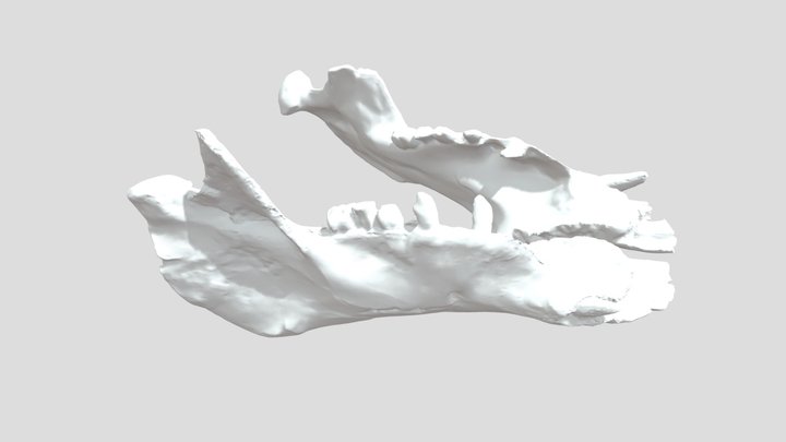 OCPC 1892 Neoparadoxia ceceliana Mandibles 3D Model