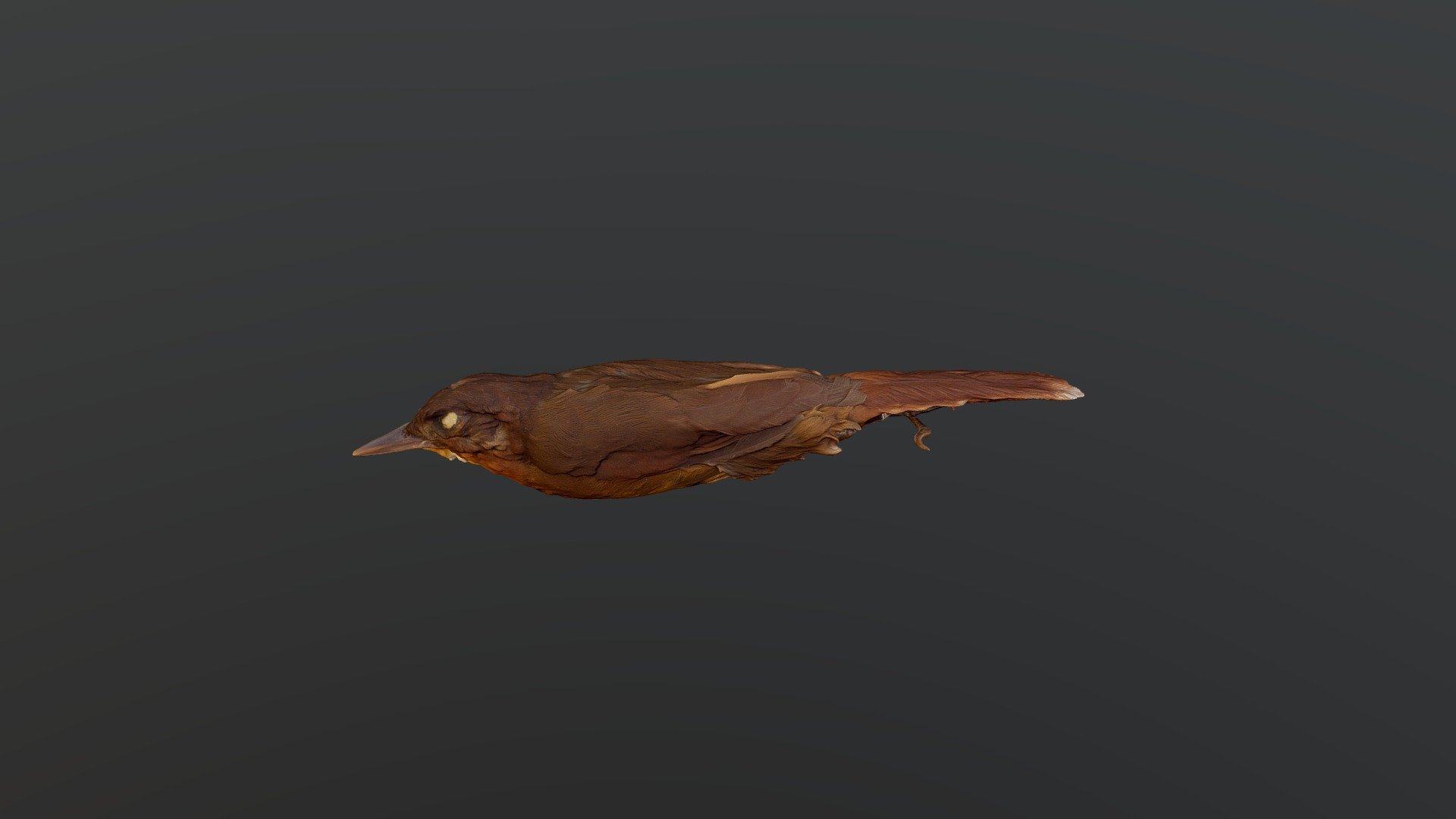 Ruddy Foliage-gleaner - Clibanornis rubiginosus