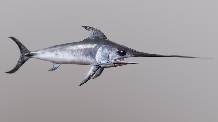 Swordfish 3D Model
