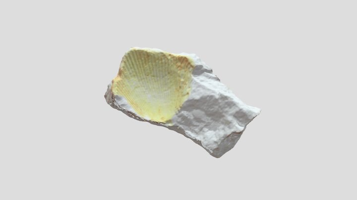 Neithea CFR quintecostata_1+ 3D Model