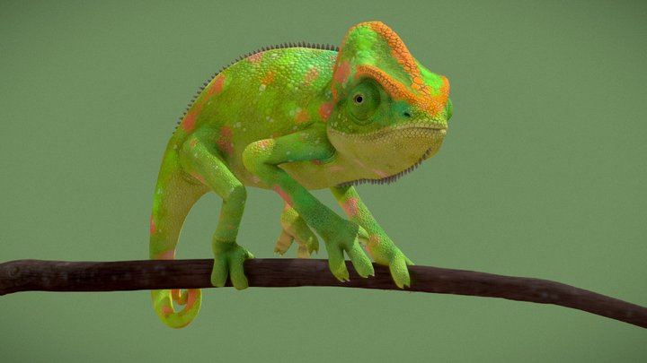 Chameleon 3D Model
