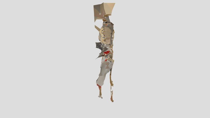 Human skeleton