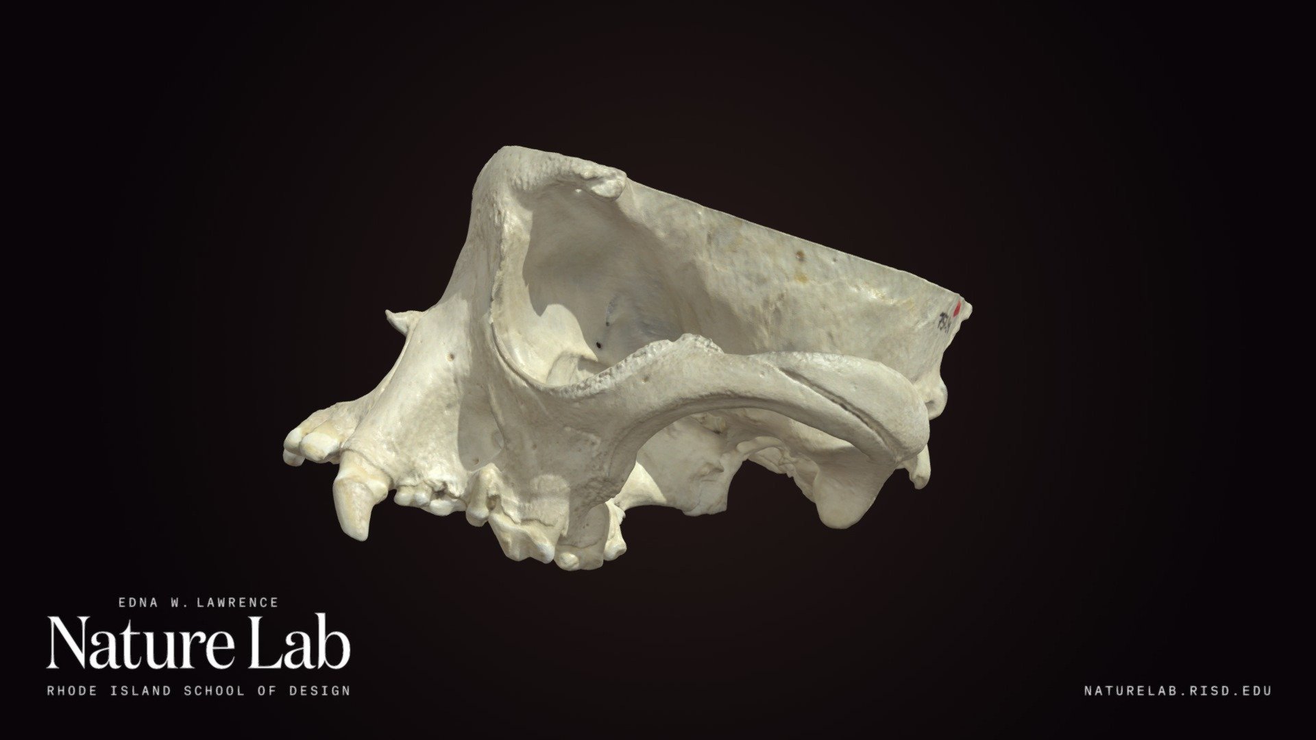 Bulldog Skull Section