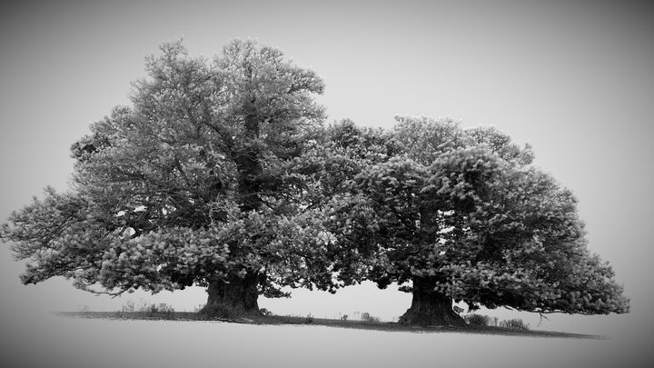 Pair of sweet chestnuts, Kent 3D Model