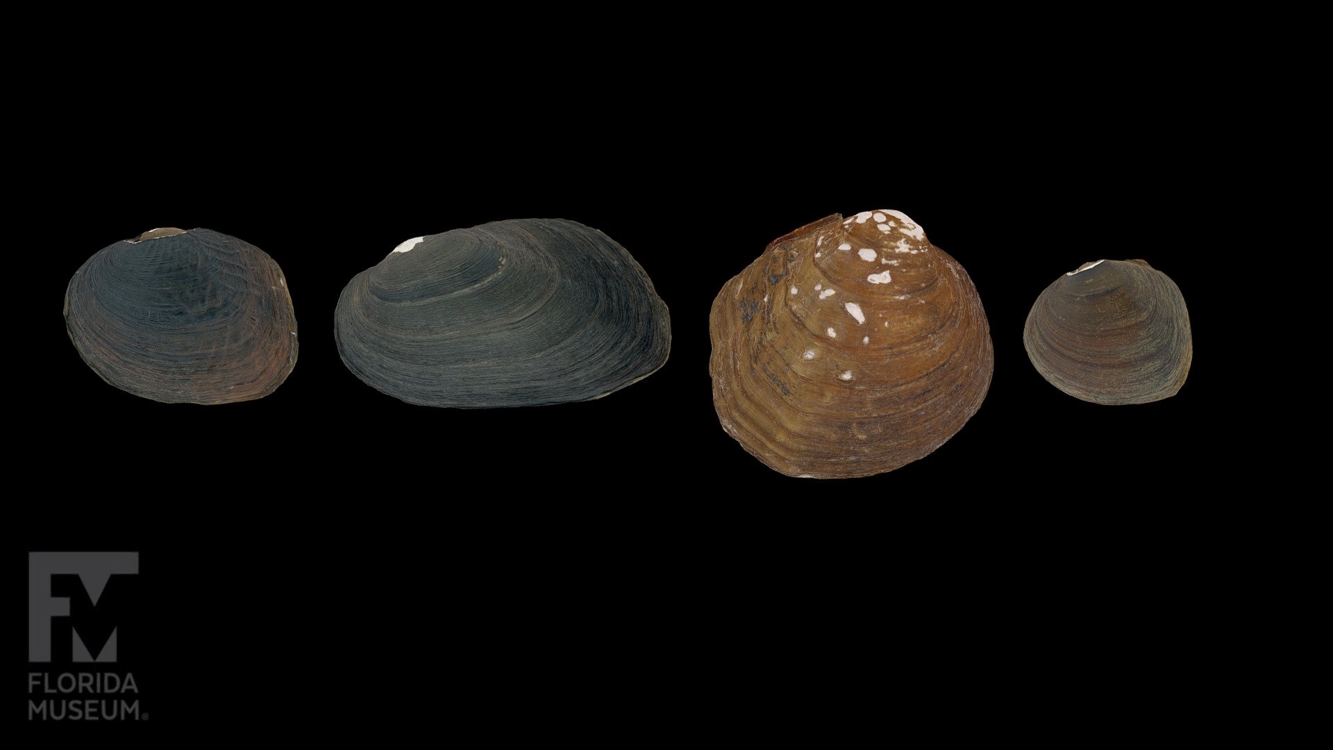 Cyclonias Species Diversity - 3D model by FloridaMuseum [a1b2356 ...