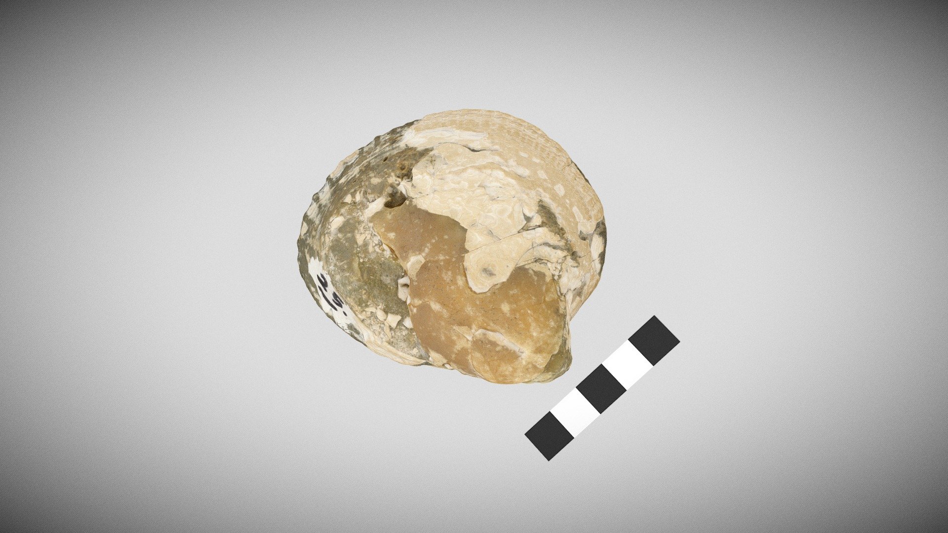Bivalve
