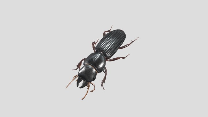 Scarites Terricola Insect 3D Model 3D Model